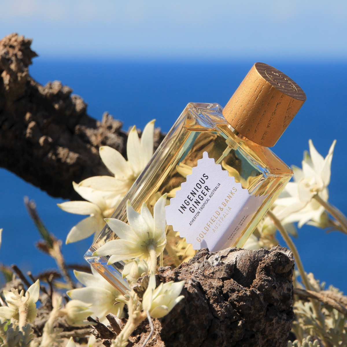 Ingenious Ginger perfume bottle with wooden cap nestled among white flowers against a clear blue sky background