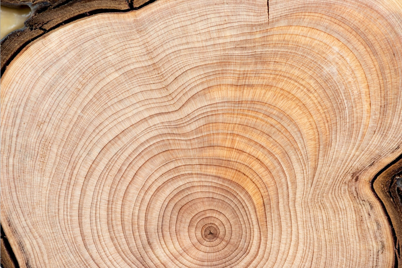 Close up of natural wood grain with visible tree rings and organic texture