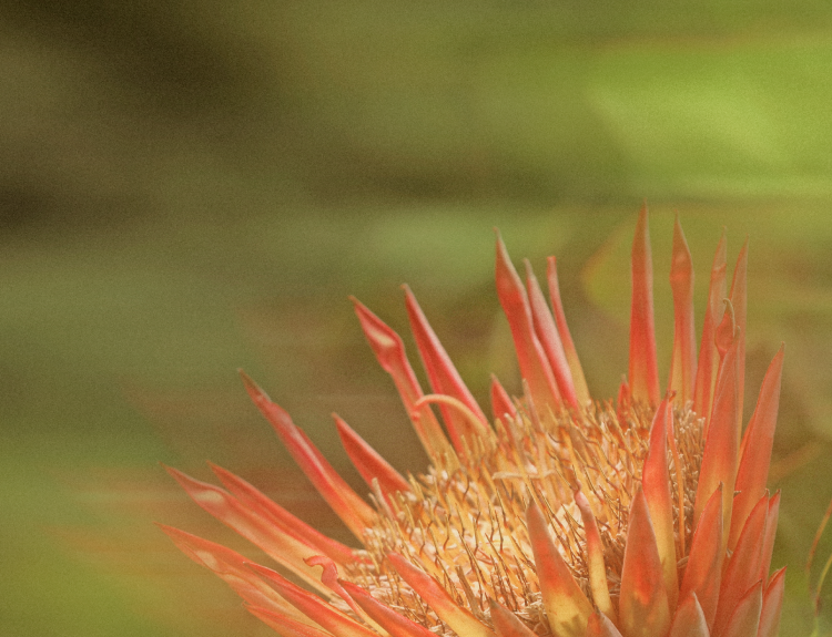 Australian king protea flower in warm golden-orange tones, showcasing the striking beauty of native botanicals against a soft natural background.