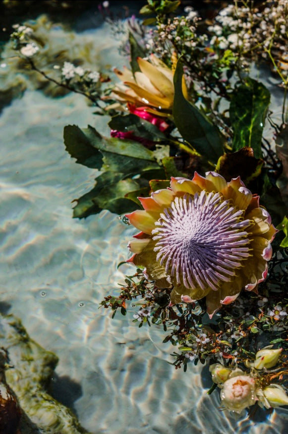 Close up of native Australian wildflowers floating in clear water with natural light and soft reflections