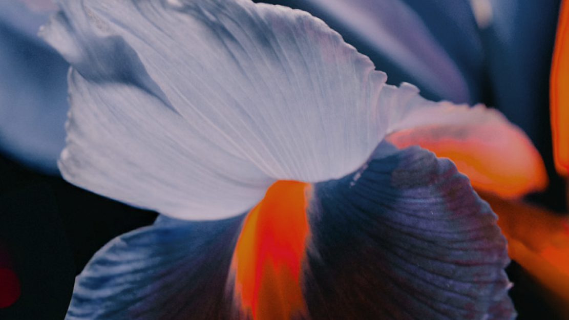 Close-up of a delicate iris flower with soft white and deep violet petals, illuminated by warm orange light, creating a dramatic contrast against a dark background.